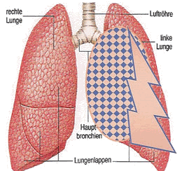 Anatomie der Lunge mit Luftröhre, Hauptbronchien und Lungenlappen