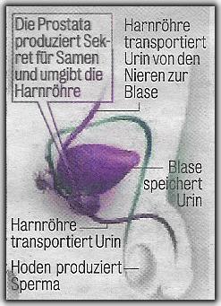 Anatomie von Prostata, Harnröhre und Blase